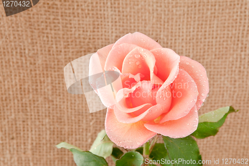 Image of rose