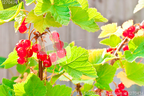 Image of Redcurrants