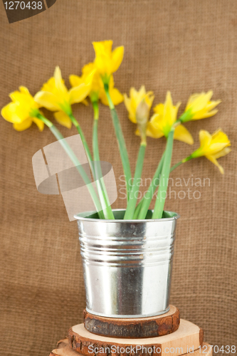 Image of daffodils