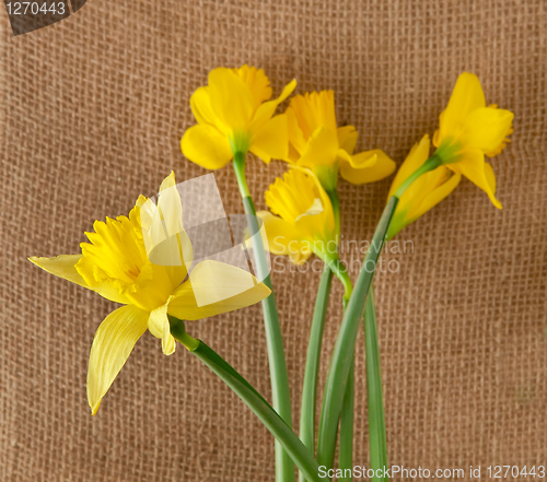 Image of daffodils