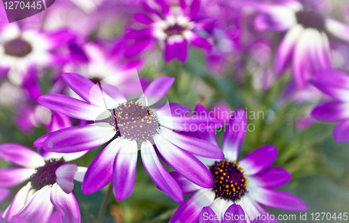 Image of Senetti flowers