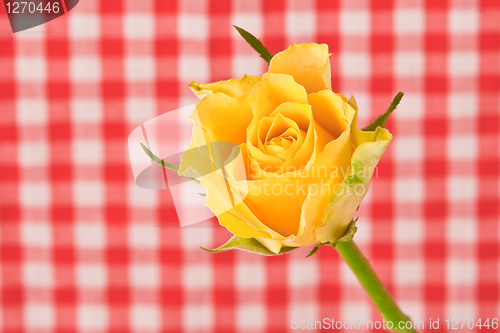 Image of yellow rose