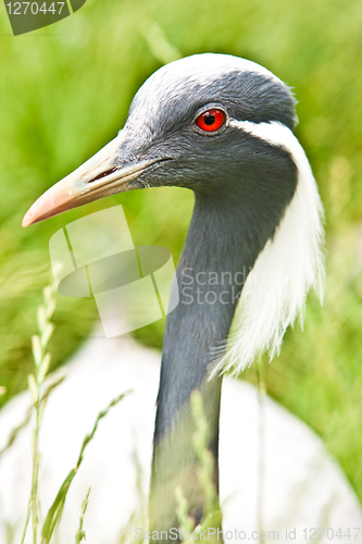 Image of heron
