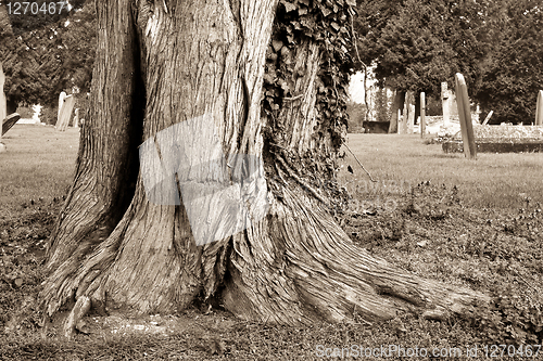 Image of tree trunk