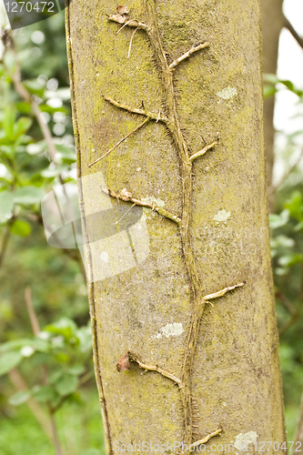 Image of tree trunk