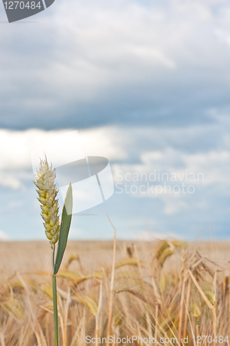 Image of Wheat