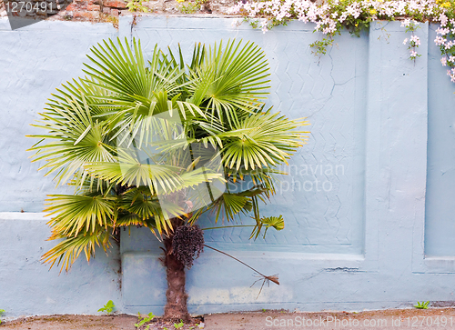 Image of A palm tree against a blue wall É