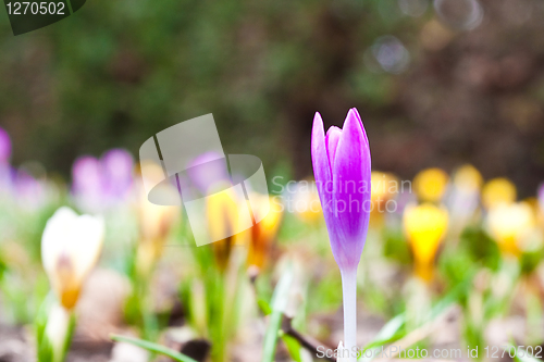 Image of crocus
