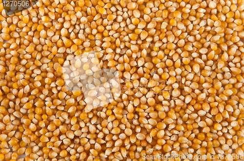 Image of corn 