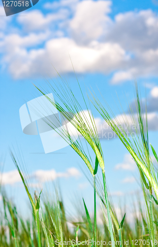 Image of Lovely image of young barley against an idyllic blue sky