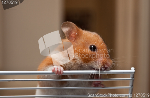 Image of hamster