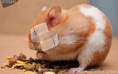 Image of hamster