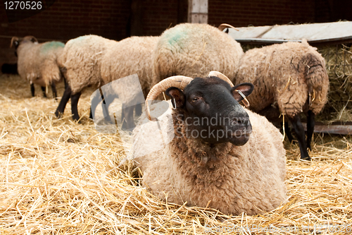 Image of sheep