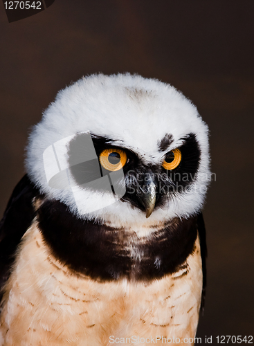 Image of spectacled owl