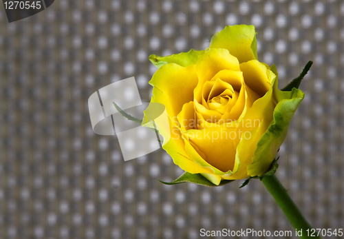 Image of yellow rose