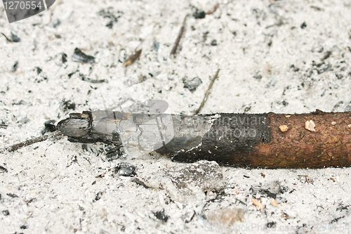 Image of A burnt log lying in ashes