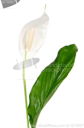 Image of Beautiful white anturio flower
