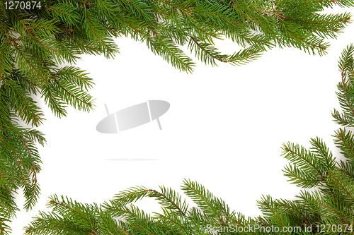 Image of Spruce Fir Pine Border