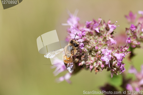 Image of Bee on purple flower