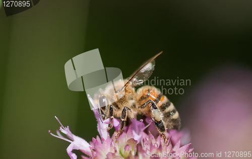 Image of Bee on purple flower