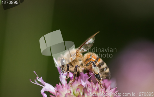 Image of Bee on purple flower