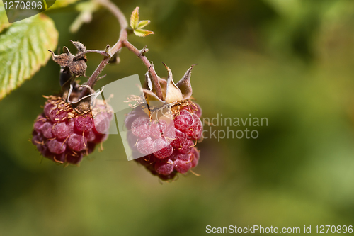 Image of Raspberries