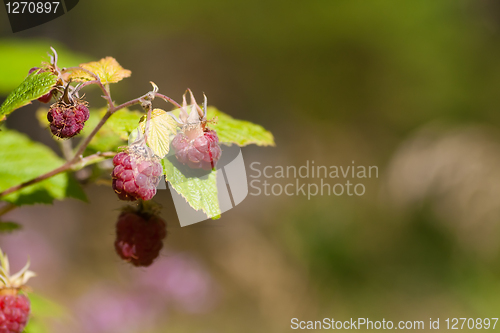 Image of Raspberries