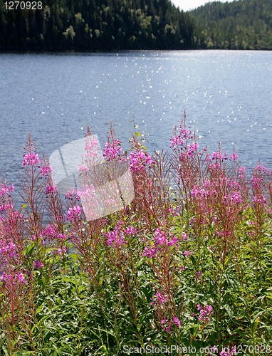 Image of Willowherb by a lake
