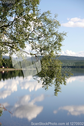 Image of Birch branch