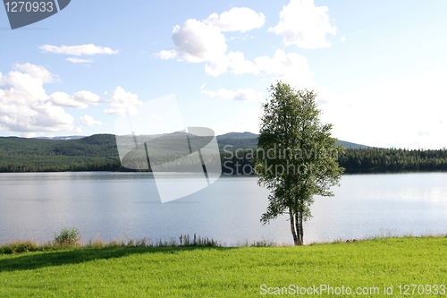 Image of Birch by a lake