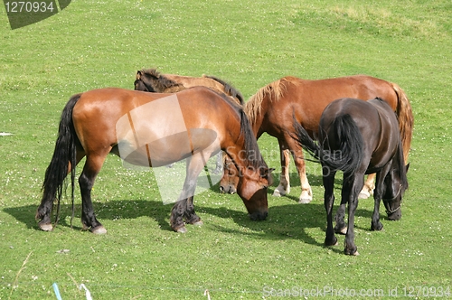 Image of Grazing horses