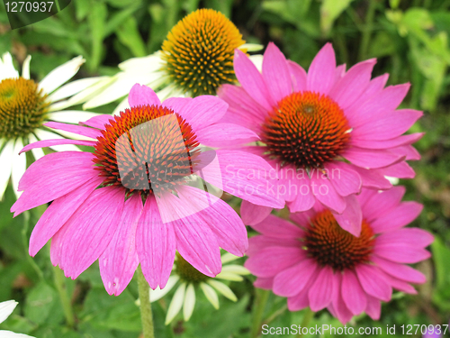 Image of echinacea flowers