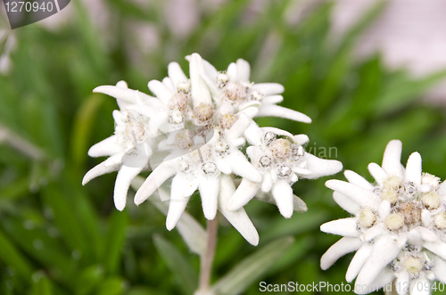 Image of edelweiss leontopodium alpinum