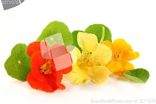 Image of nasturtium