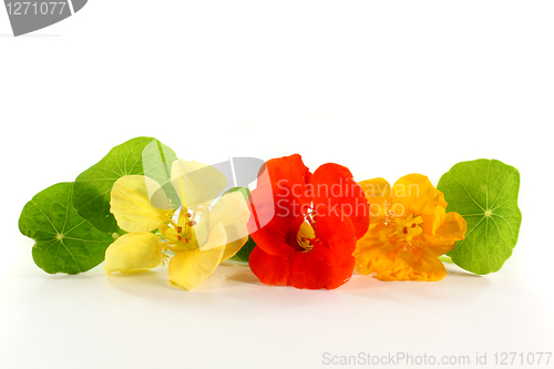 Image of nasturtium