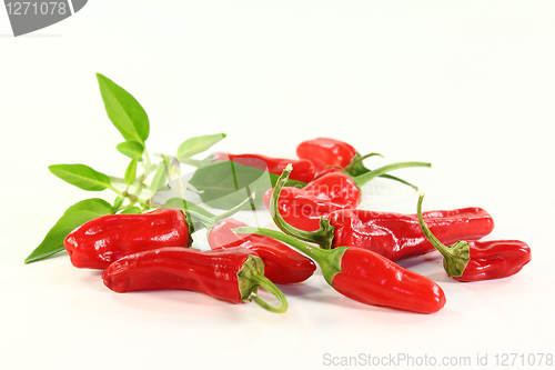 Image of Spice paprika