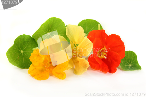 Image of nasturtium