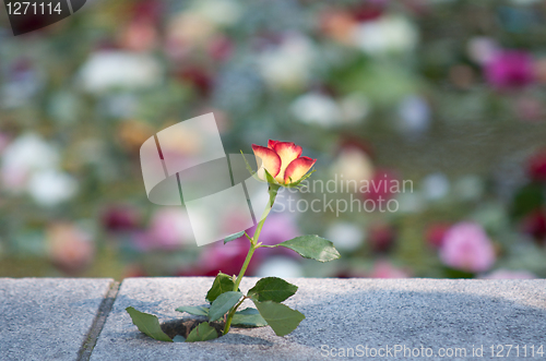 Image of Rose i spikersuppa, Utøya terror hit 2011