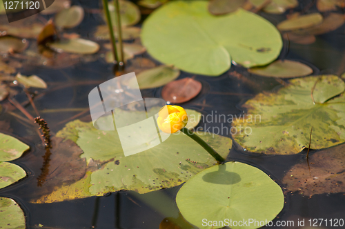 Image of Water lilly