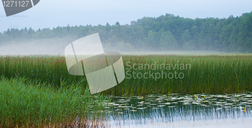 Image of Water lillies