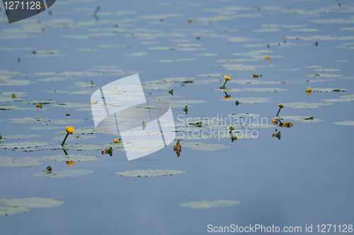Image of Water lillies
