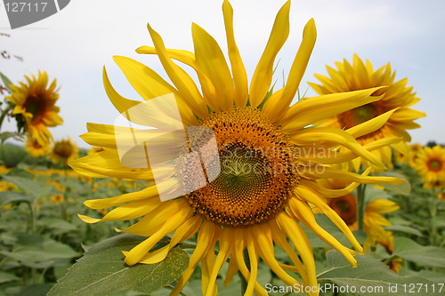 Image of Sunflower