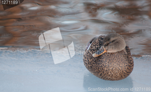 Image of Duck on ice