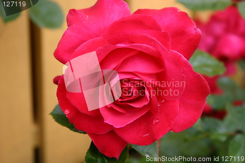 Image of Rose