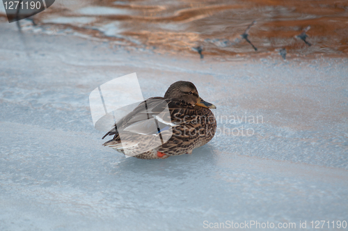 Image of Bird on ice