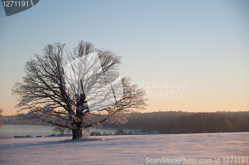 Image of Tree on winter field