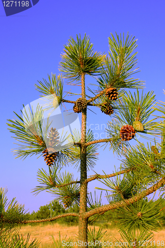 Image of A small pine tree with cones