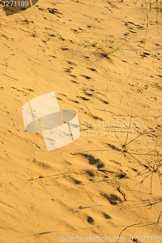 Image of Yellow desert sand