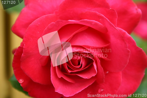 Image of Red rose