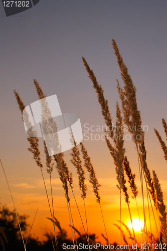 Image of Sunset in desert